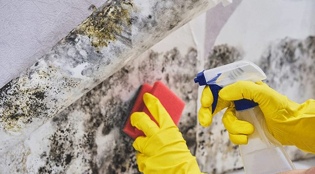 Cleaning mold off of a commercial building