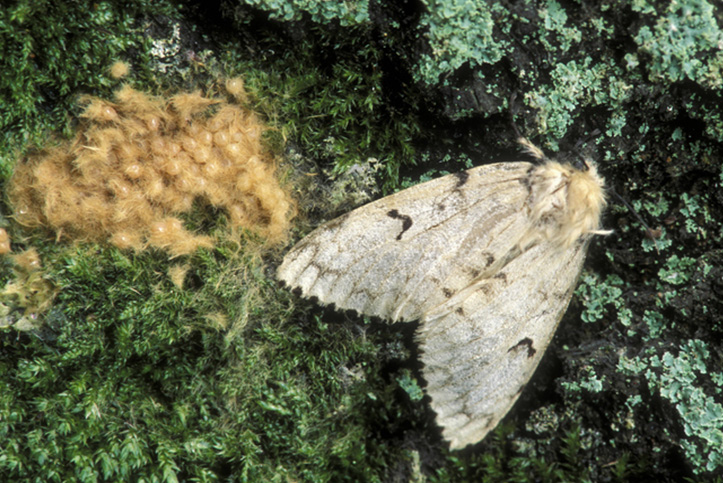 Gypsy Moth