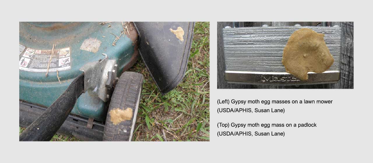 Gypsy Moth Eggs